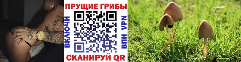 как найти закладки  Волхов  Псилоцибиновые грибы мухоморы 
