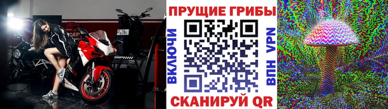Псилоцибиновые грибы Psilocybine cubensis Волхов